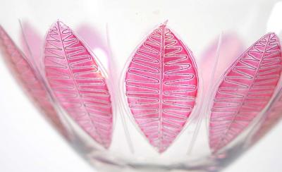 Hand Painted Crystal Champagne Coupe Service Ten People