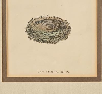 Hedgesparrow Nest Egg Print England circa 1880
