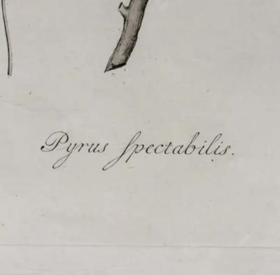 Hendrik Schwegman Set Of Three Framed Botanicals Of Flowers By Hendrik Schwegman