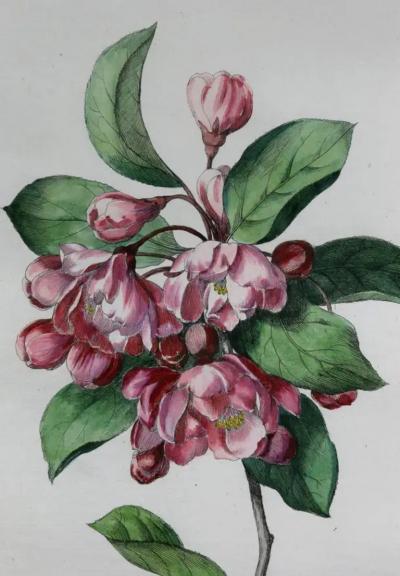 Hendrik Schwegman Set Of Three Framed Botanicals Of Flowers By Hendrik Schwegman