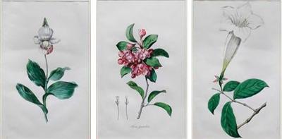 Hendrik Schwegman Set Of Three Framed Botanicals Of Flowers By Hendrik Schwegman
