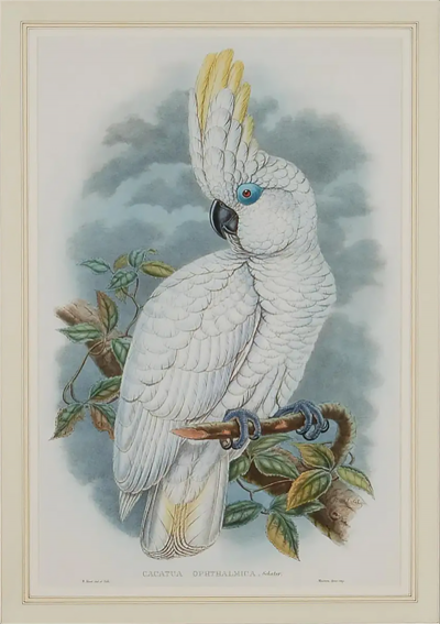 Henry Constantine Richter Blue eyed Cockatoo A Framed Original 19th C Hand colored Lithograph by Gould