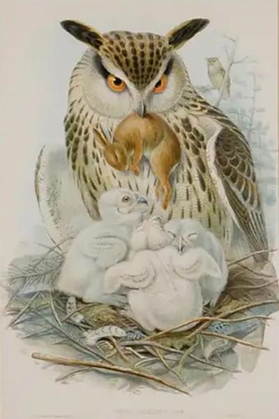 Henry Constantine Richter Eagle or Horned Owl A Framed Original 19th C Hand colored Lithograph by Gould