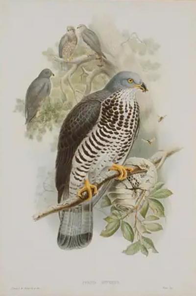 Henry Constantine Richter Honey Buzzard Bird A Framed Original 19th C Hand colored Lithograph by Gould