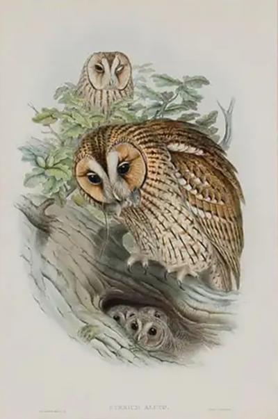 Henry Constantine Richter Tawny or Brown Owl A Framed Original 19th C Hand colored Lithograph by Gould