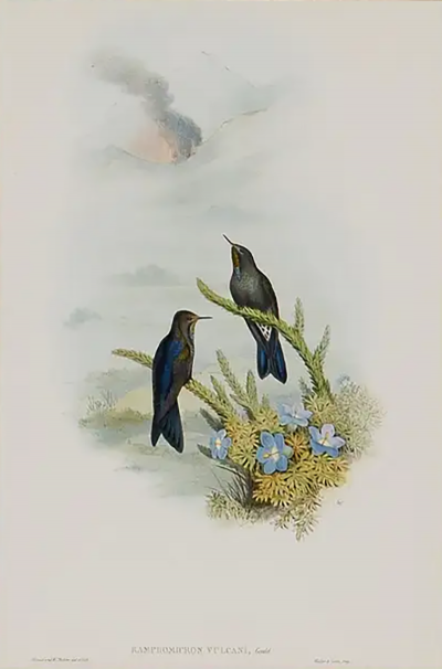 Henry Constantine Richter Thorn Bill Hummingbirds A Framed 19th C Hand colored Lithograph by Gould