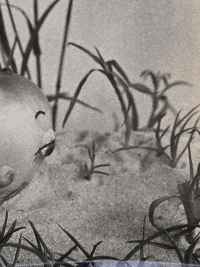 Henry Rox Henry Rox A Soft Carpet Tommy Apple 1934 Vintage Silver Print