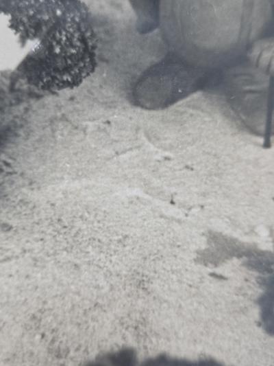 Henry Rox Henry Rox He was a Strange Little Figure Tommy Apple Banana land 1934 1940