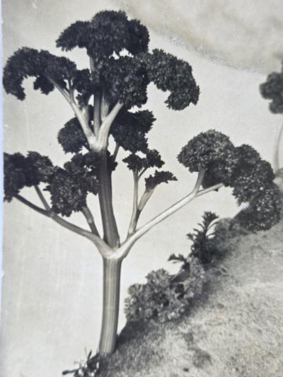 Henry Rox Henry Rox He was a Strange Little Figure Tommy Apple Banana land 1934 1940