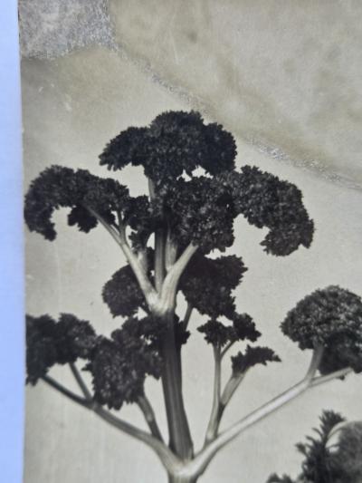 Henry Rox Henry Rox He was a Strange Little Figure Tommy Apple Banana land 1934 1940