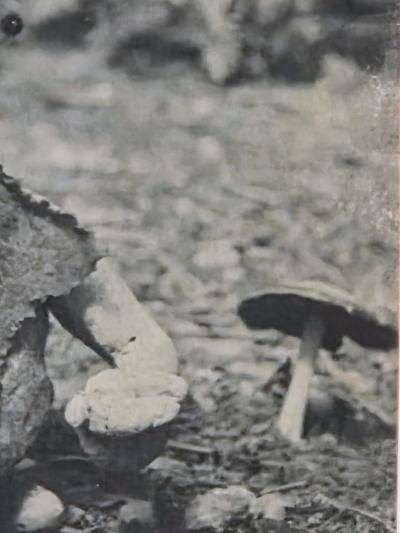 Henry Rox Henry Rox My Name is Cucumber He Said Silver Print c 1940