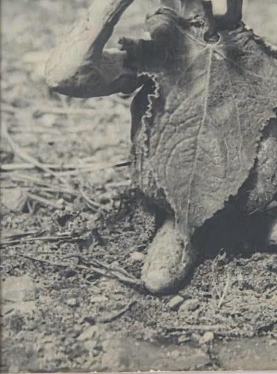 Henry Rox Henry Rox My Name is Cucumber He Said Silver Print c 1940