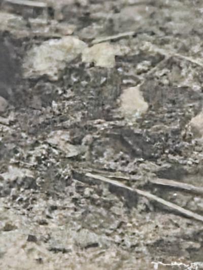 Henry Rox Henry Rox My Name is Cucumber He Said Silver Print c 1940