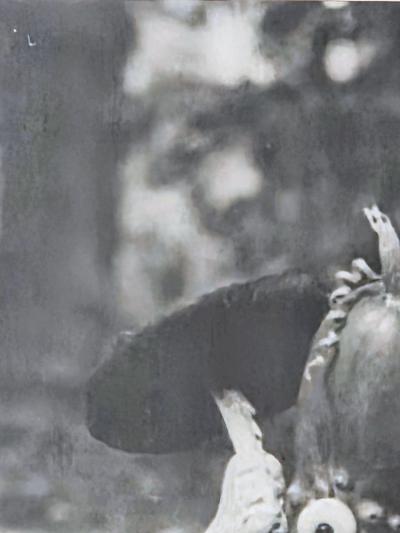 Henry Rox Henry Rox My Name is Cucumber He Said Silver Print c 1940