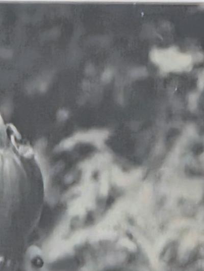 Henry Rox Henry Rox My Name is Cucumber He Said Silver Print c 1940