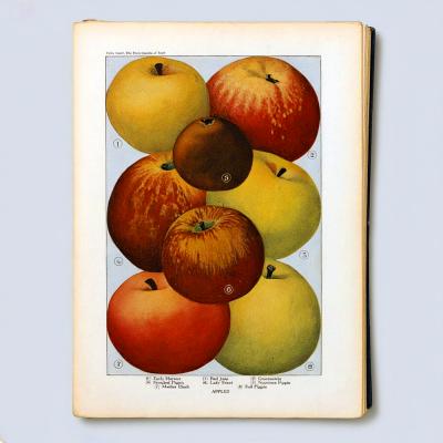 Herman Eggeling Apples