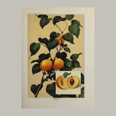 Herman Eggeling Apricots