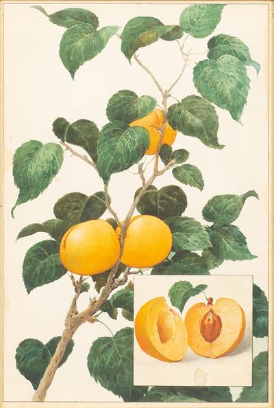 Herman Eggeling Apricots