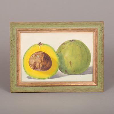Herman Eggeling Avocado