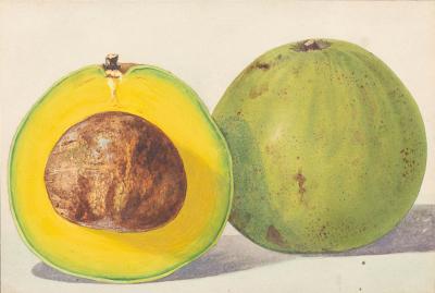 Herman Eggeling Avocado