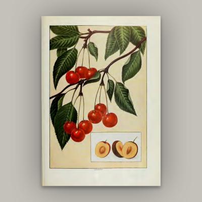 Herman Eggeling Cherries