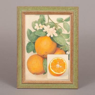 Herman Eggeling Oranges