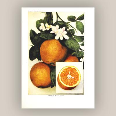 Herman Eggeling Oranges