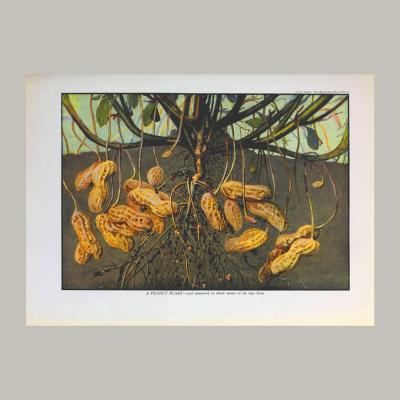 Herman Eggeling Peanuts and their Root System
