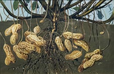Herman Eggeling Peanuts and their Root System