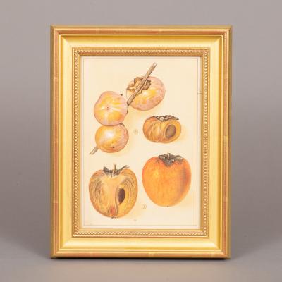 Herman Eggeling Persimmons