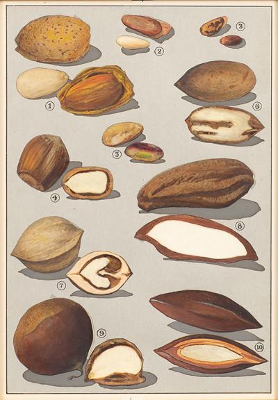 Herman Eggeling Walnuts