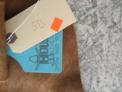 Houston Livestock Show and Rodeo Brown and White Cowhide