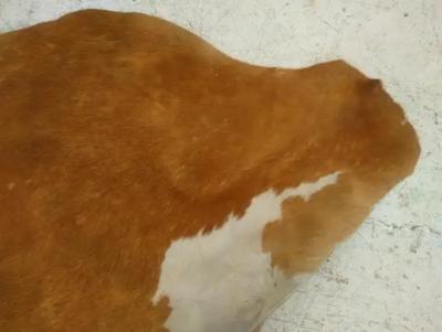 Houston Livestock Show and Rodeo Brown and White Cowhide