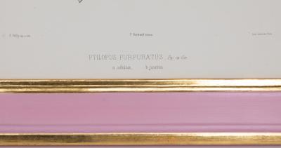 ICONOGRAPHIE DES PIGEONS BY CHARLES LUCIEN BONAPARTE IN PINK AND GILT FRAMES