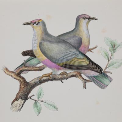 ICONOGRAPHIE DES PIGEONS BY CHARLES LUCIEN BONAPARTE IN PINK AND GILT FRAMES