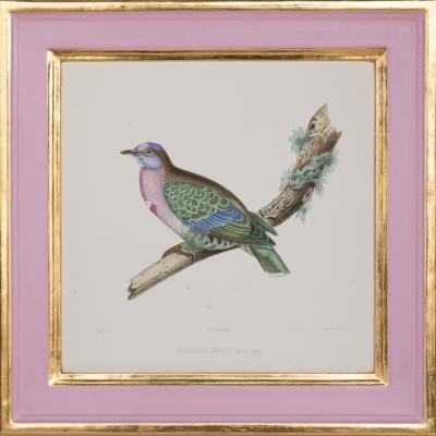 ICONOGRAPHIE DES PIGEONS BY CHARLES LUCIEN BONAPARTE IN PINK AND GILT FRAMES