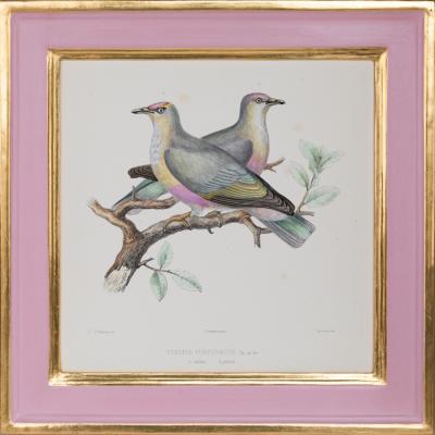 ICONOGRAPHIE DES PIGEONS BY CHARLES LUCIEN BONAPARTE IN PINK AND GILT FRAMES