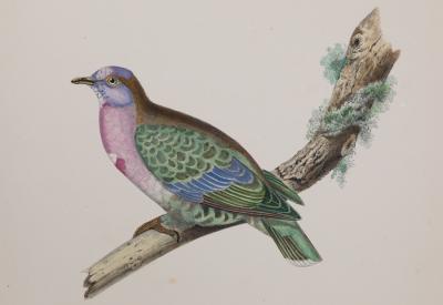ICONOGRAPHIE DES PIGEONS BY CHARLES LUCIEN BONAPARTE IN PINK AND GILT FRAMES