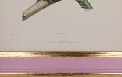ICONOGRAPHIE DES PIGEONS BY CHARLES LUCIEN BONAPARTE IN PINK AND GILT FRAMES