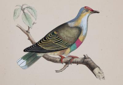 ICONOGRAPHIE DES PIGEONS BY CHARLES LUCIEN BONAPARTE IN PINK AND GILT FRAMES