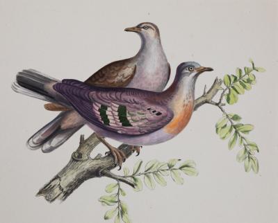 ICONOGRAPHIE DES PIGEONS BY CHARLES LUCIEN BONAPARTE IN PINK AND GILT FRAMES