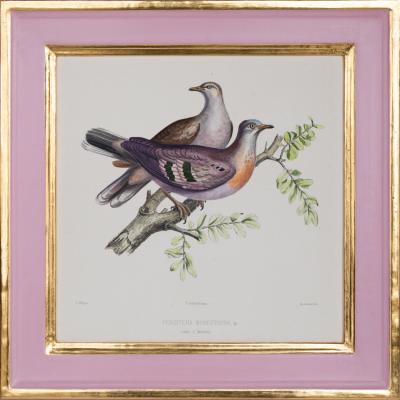 ICONOGRAPHIE DES PIGEONS BY CHARLES LUCIEN BONAPARTE IN PINK AND GILT FRAMES