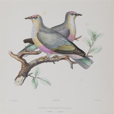 ICONOGRAPHIE DES PIGEONS BY CHARLES LUCIEN BONAPARTE IN PINK AND GILT FRAMES