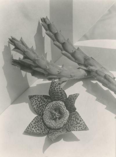 Imogen Cunningham Stapelia 1928