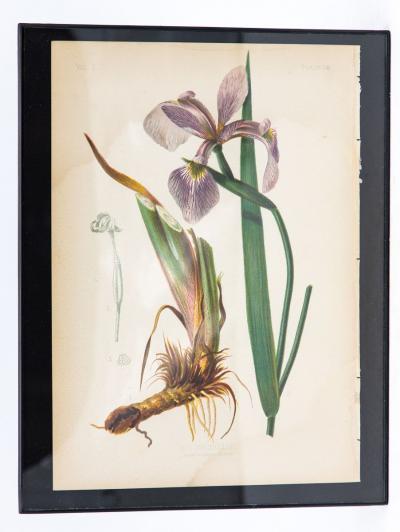 Iris Versicolor Blue Flag Botanical Print on Paper USA Early 20th C 