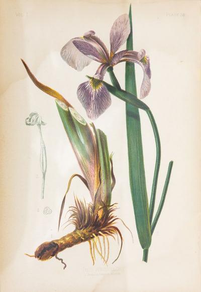 Iris Versicolor Blue Flag Botanical Print on Paper USA Early 20th C 