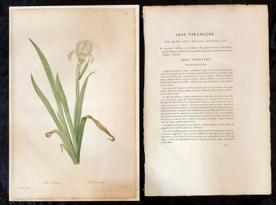 Iris Virescens Lalics Hand Colored Engraving Signed P J Redoute