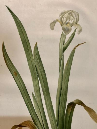 Iris Virescens Lalics Hand Colored Engraving Signed P J Redoute