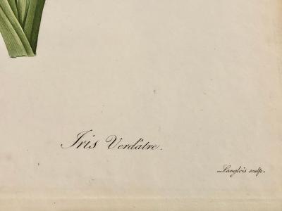 Iris Virescens Lalics Hand Colored Engraving Signed P J Redoute