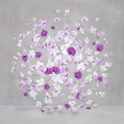 Isabelle van Zeijl Infinite Amaranth 3 2 APs 